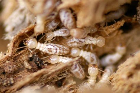 Western Subterranean Termites Portland Pest Guard