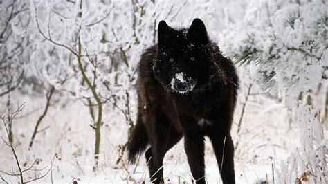 Bilder coole wolf hintergrundbilder : Die 84+ Besten Wolf Hintergrundbilder