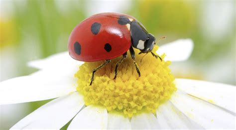 Fun Facts About The Lady Beetle — Bee Better Naturally With Helen Yoest