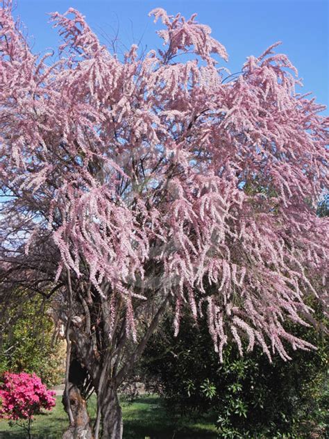 One of the loveliest is the summer tamarisk. Tamarix parviflora | Small Flower Tamarisk information ...