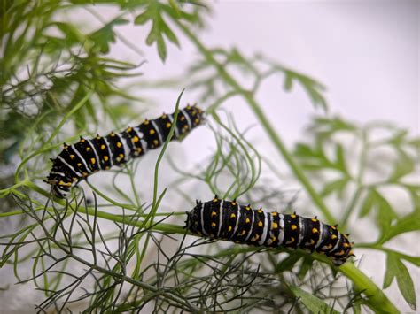 Backyard Bee Hive Blog Raising Black Swallowtail Butterflies Part I