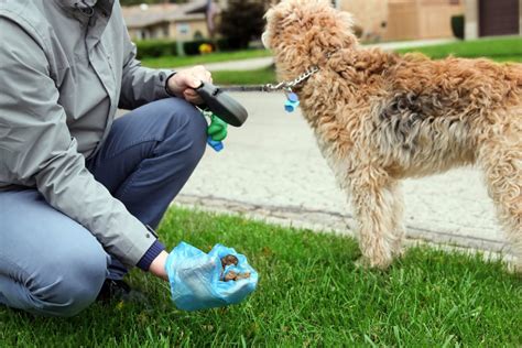 What Your Dogs Poop Can Tell You Scoop Troop