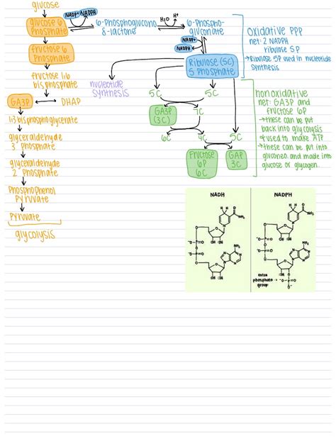 PENTOSE PHOSPHATE PATHWAY REVIEW BIOCHEM Notability Gallery