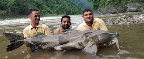 Goonch Catfish Bagarius Yarrelli