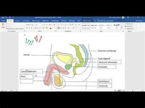 L Appareil Reproducteur De L Homme Youtube