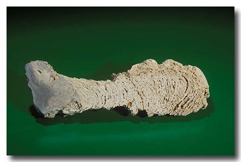 Cross Section Of Recent Stromatolite From Hamelin Pool Shark Bay World