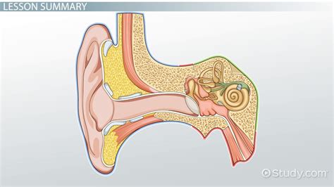 Cochlea Definition Function And Location Video And Lesson Transcript