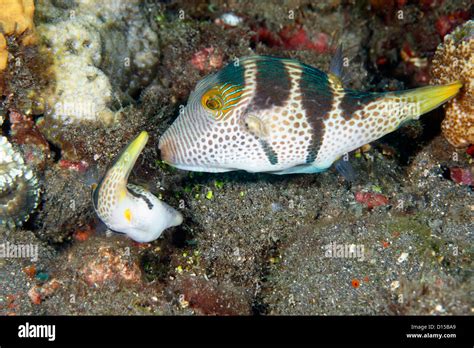 Pufferfish Mating Hi Res Stock Photography And Images Alamy