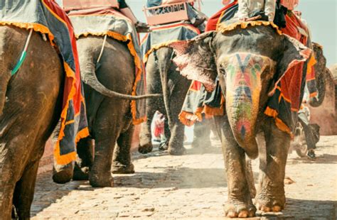 Jaipur Holi Elephant Festival Quintessentially