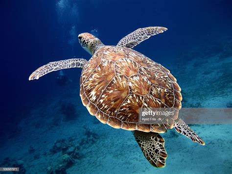 Swimming Sea Turtle With Beautiful Shell High Res Stock