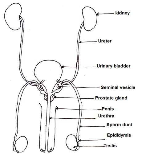 Male Reproductive System Front View Diagram Human Anatomy