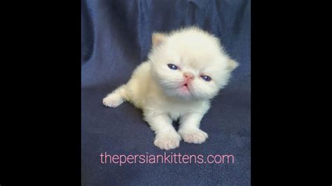 Persian Kitten 3 Weeks Old Youtube