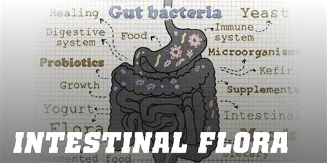 Intestinal Flora Guide To Stay Healthy From The Inside Out