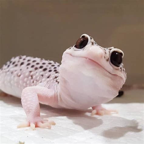 An Adorable Leapord Gecko Animals Pet Lizards Reptiles Pet Cute