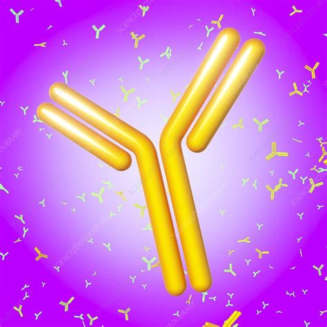 Antibody Illustration Stock Image C0263528 Science Photo Library