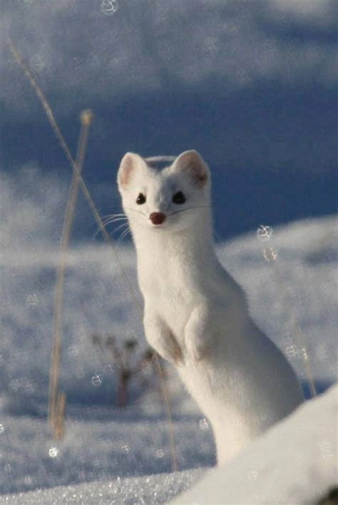 Snow Weasel Checking Scenery Wildlife Animals Beautiful Cute