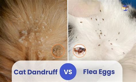 What Do Flea Eggs Look Like On My Dog