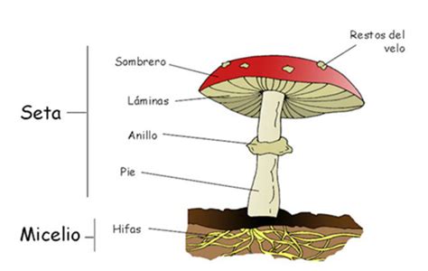 Los Hongos Pocito Mi Ciudad