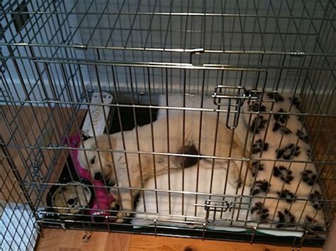 Crate training at night vs crate training a puppy while at work: How To Tell If Your Puppy Is Ready To Sleep In Your Bed ...