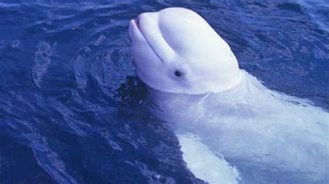 Male Beluga Whales Mimic Human Speech Study Shows Fox News