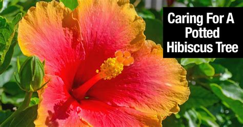 Maybe you would like to learn more about one of these? Hibiscus Tree: How To Grow And Care For A Hibiscus Plant