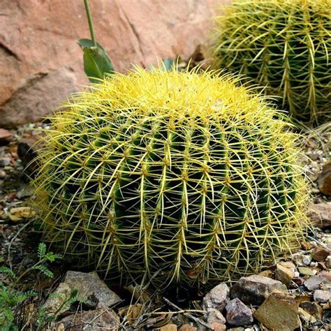 How fast do cactus grow smart garden guide. Golden Barrel Cactus is one of the most dramatic plants in ...