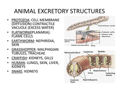PPT - Chapter 38: Excretory System PowerPoint Presentation, free