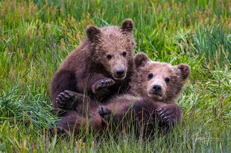 Grizzly Bear Cubs Playing Photo Alaska Usa Jess Lee Photos