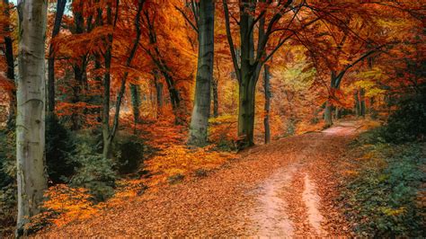 Download Autumn Tree Fall Pathway 1920x1080 Wallpaper Full Hd Hdtv