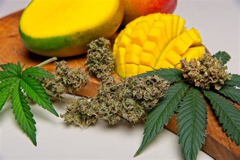 Juicy Fruit Cannabis Strain Review Industrial Hemp Farms