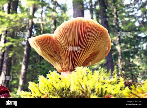 Pacific Northwest Mushrooms Hi Res Stock Photography And Images Alamy