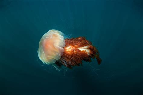 Lions Mane Jellyfish American Oceans