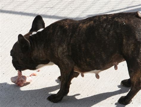 3 french bulldog dietary needs. Feeding Your French Bulldog - Dog Food Brands We Recommend