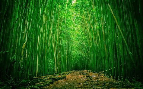 Bamboo Tree Wallpaper