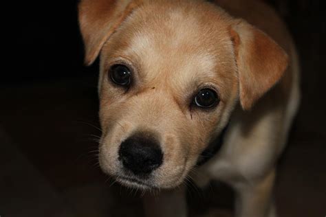 Puppy Sad Cute Unhappy Dog Dogs Labrador Image Finder
