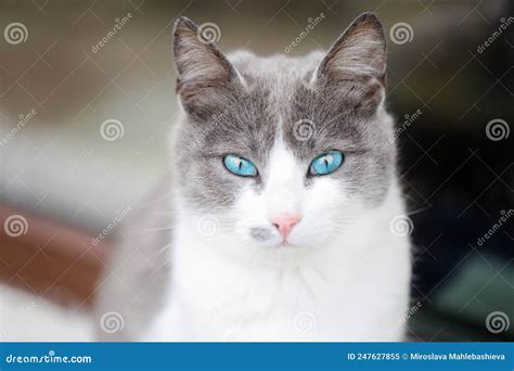 Close Up Portrait Of A Beautiful White And Grey Female Cat With