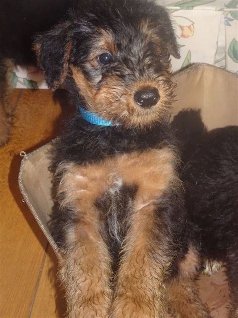 Puppies will be ready to go january 7, 2018. Airedale Terrier Puppies for sale. Kennel Club Registered ...