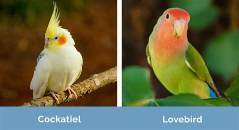 Cockatiel Vs Lovebird Key Differences And Similarities Hepper
