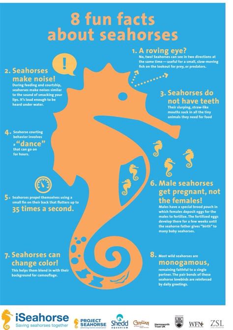 Facts About Seahorses Seahorse Facts Fun Facts Fun Facts For Kids