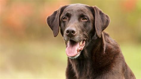 Labrador Retrievers Remain Americas Most Popular Dog Breed 86kono