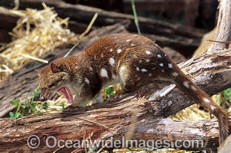 Spotted Tailed Quoll Dasyurus Maculatus Photo Image