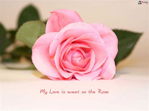 Flower Love Quotes Quotesgram