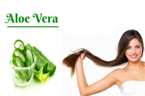 Bisakah aloe vera menumbuhkan kembali rambut yang hilang atau buatnya menebal? Berbagai ragam Manfaat Aloe Vera (Lidah Buaya) Untuk ...