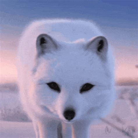 Arctic Fox Gif IceGif