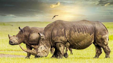 Animal Rhino Hd Wallpaper