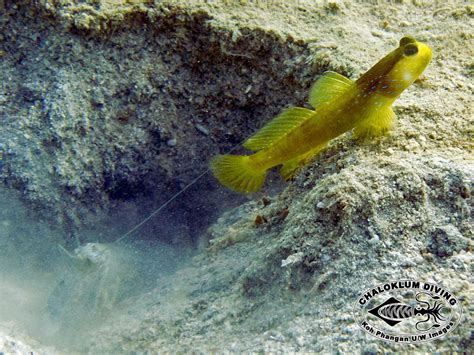 Lagoon Shrimp Goby Cryptocentrus Cyanotaenia Chaloklum Diving Koh
