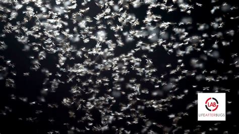 Termites Swarming Flying Ants Signs Of An Infestation Spring Is