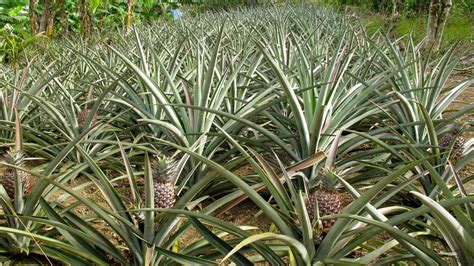 Growing Pineapple Plants