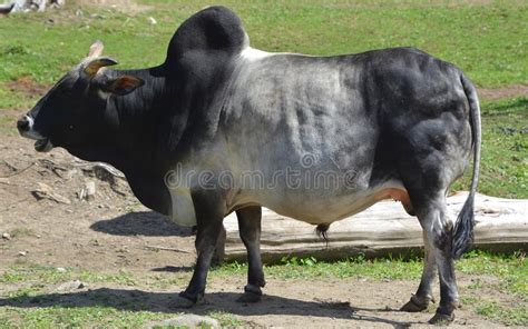 See more of sabah' brahman cattle breeding program on facebook. Brahman Is An American Breed Of Zebuine Beef Cattle. Stock ...