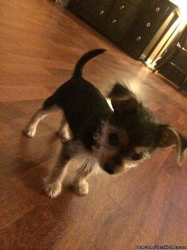 Chorkie Puppy For Sale For Sale In Ellenwood Georgia Classified